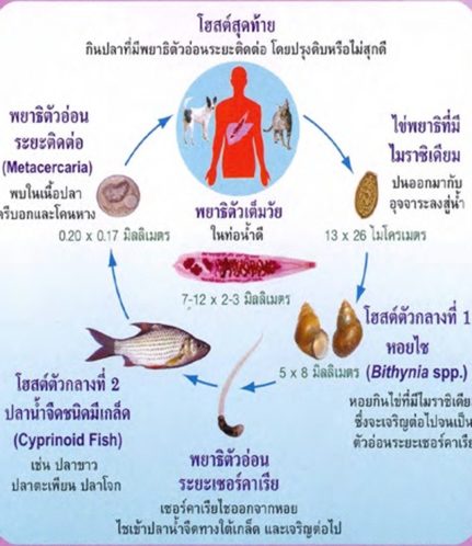 วงจรชชีวิตพยาธิใบไม้ตับ 2